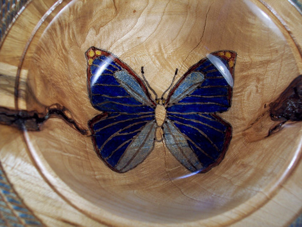 Butterfly Close up