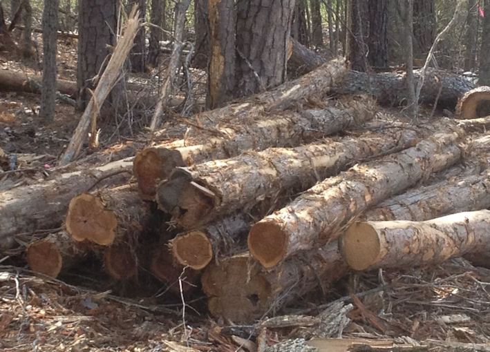 cedar log pile