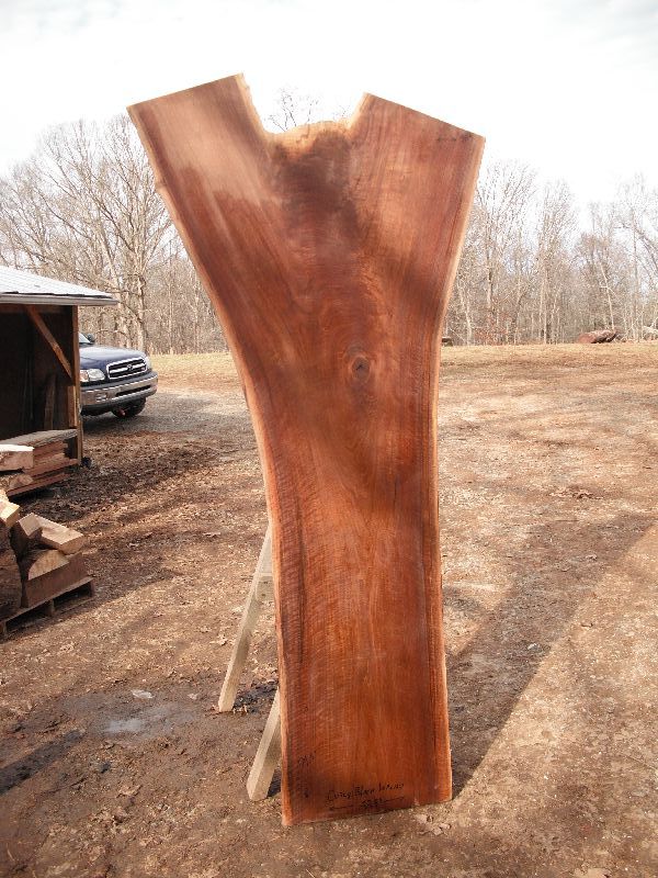 Curly_Black_Walnut_Crotch_Wood