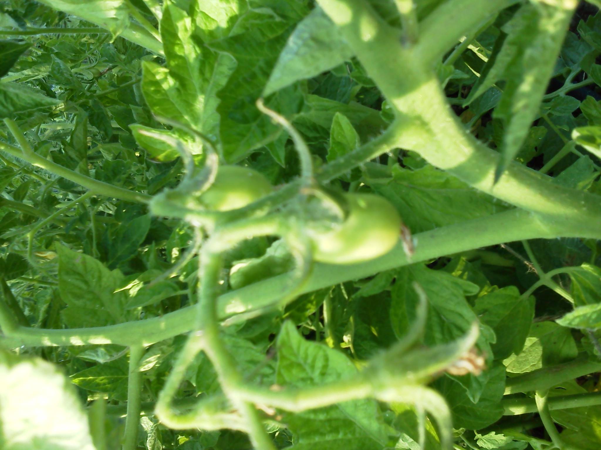 First tomatoes