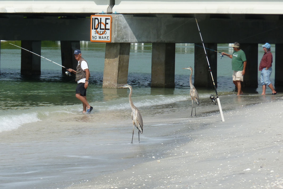 Great Blue Heron