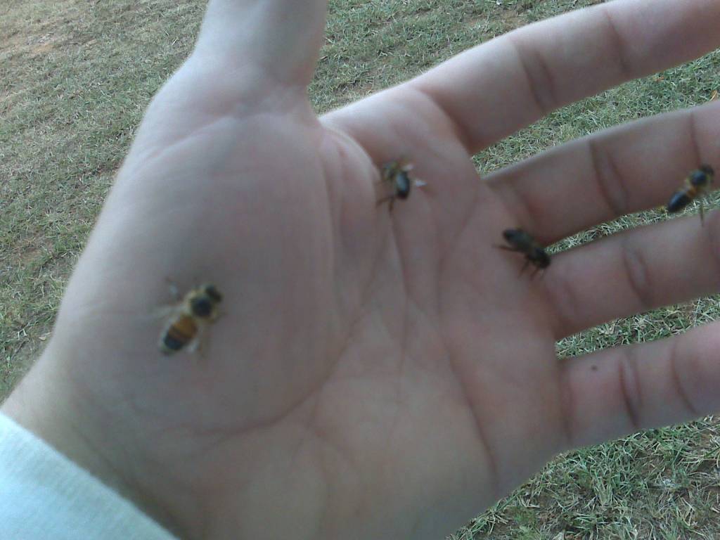 "Hand Feeding" my bees.