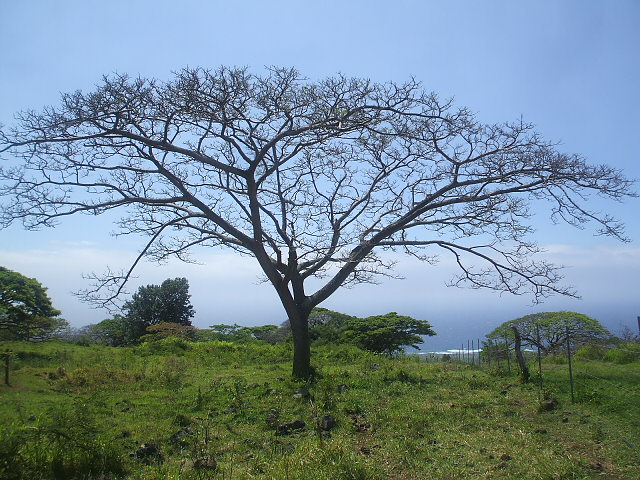 Hawaiian Monkey Pod tree