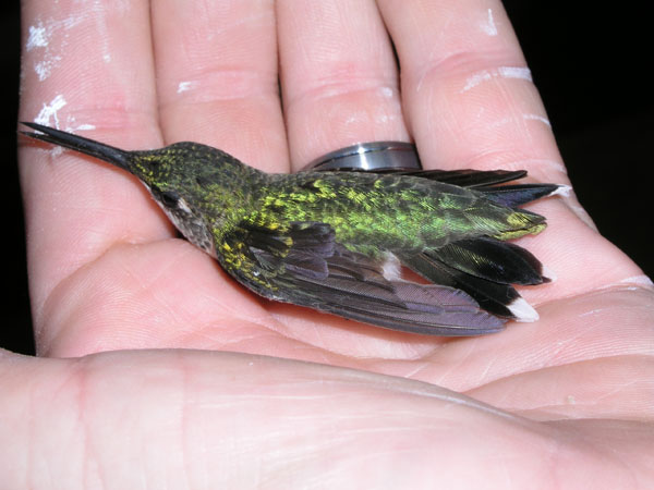 Hummingbird