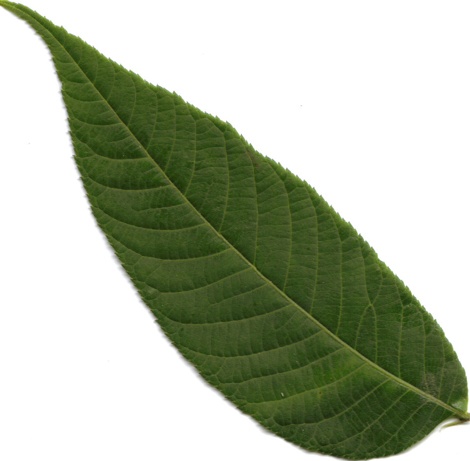 leaf