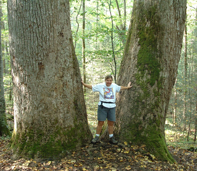 Linda and poplars