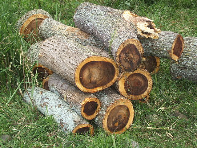 Monkey Pod logs