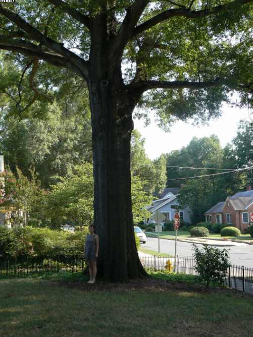 Monroe oak tree