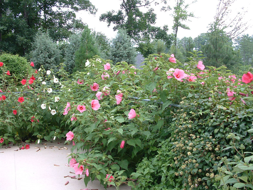 Native hibiscus