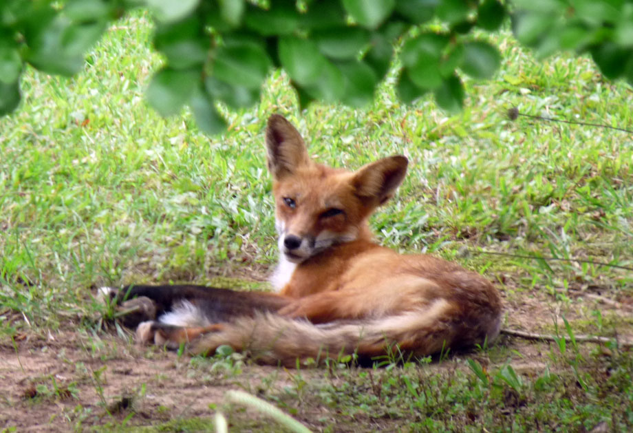 Neighborhood Fox