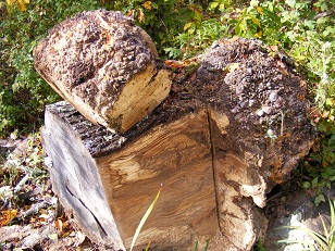 oak burl