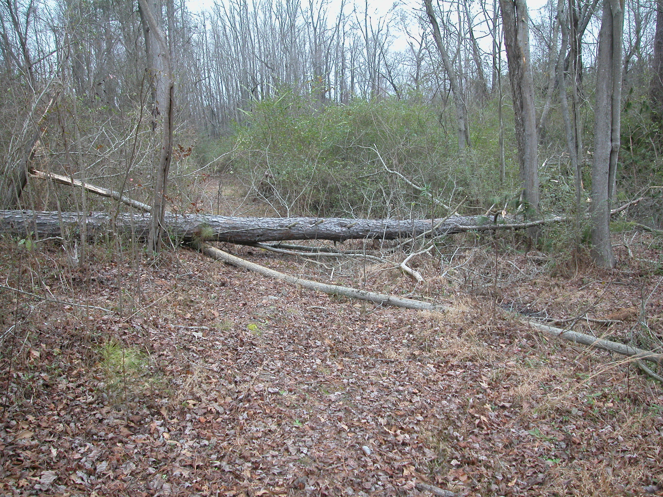 Pine tree down