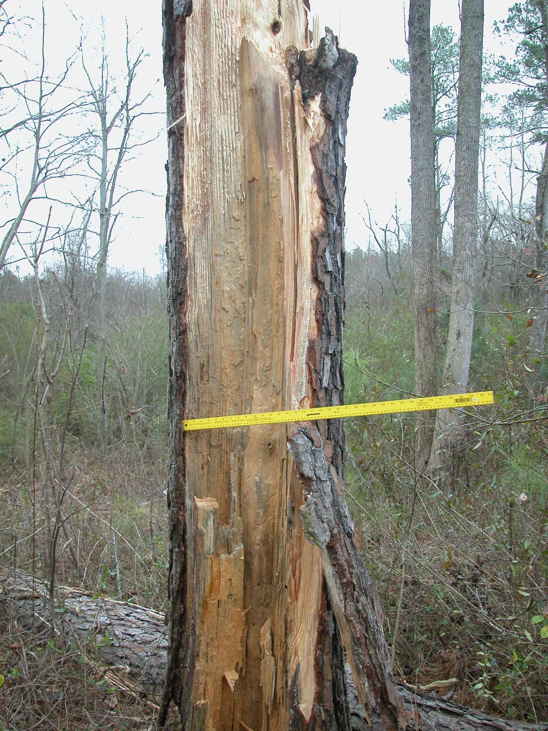 Pine tree down