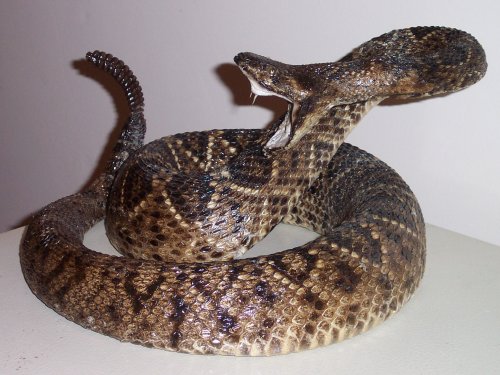 rattlesnake