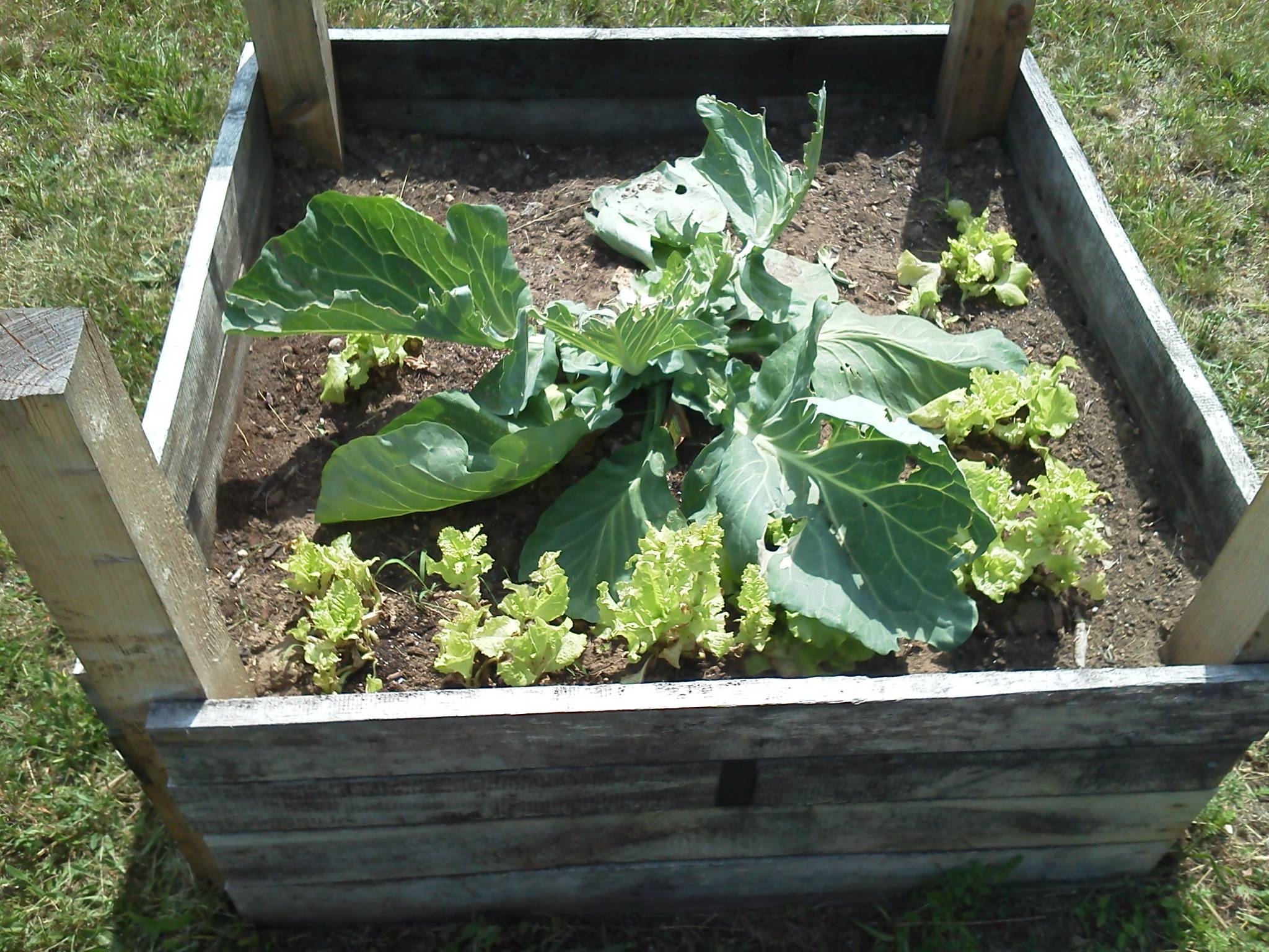 ravaged cabbage