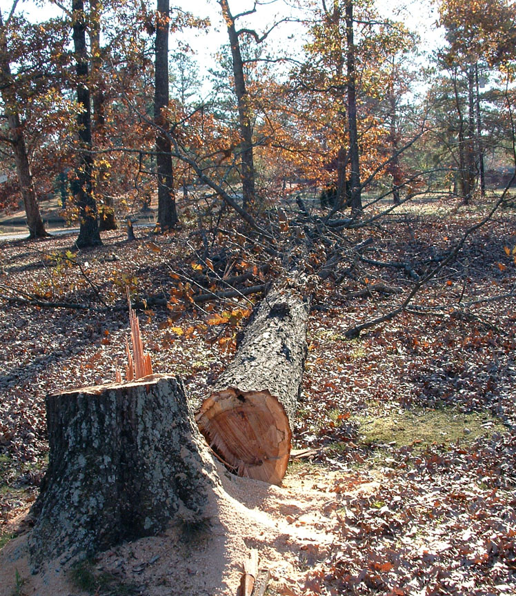 Red Oak down