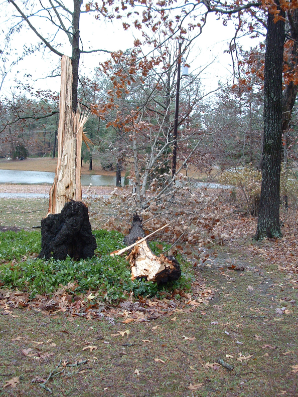 Red Oak down