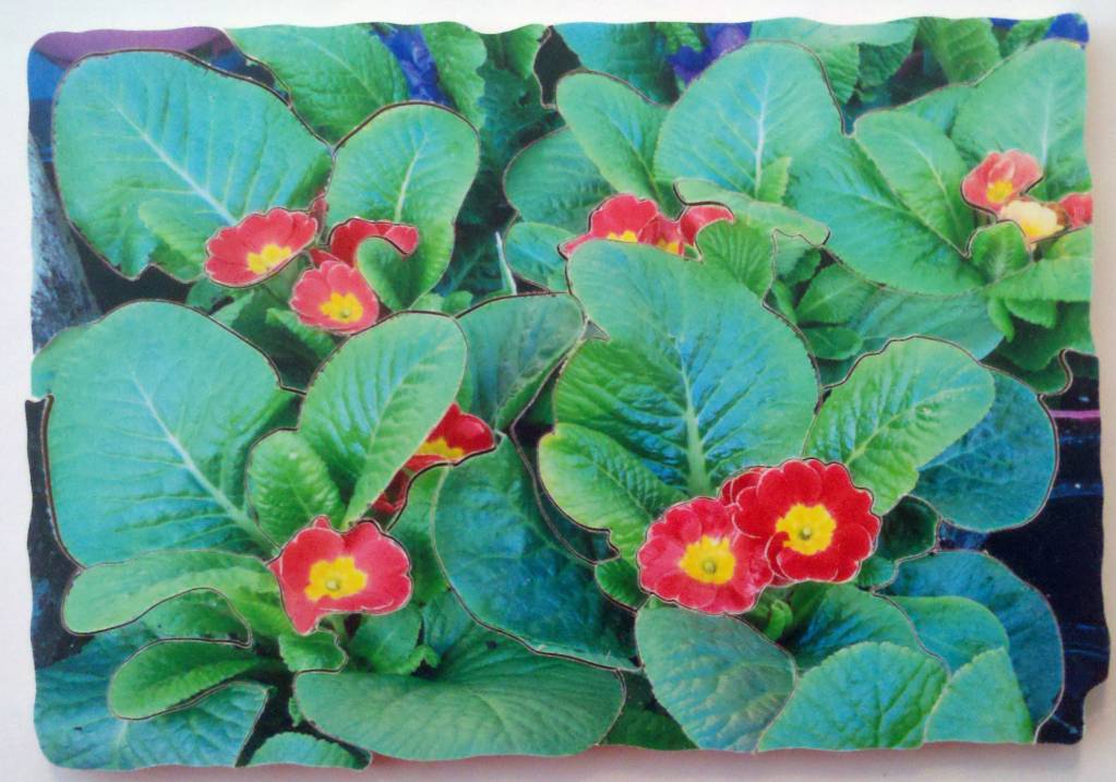 Red primroses