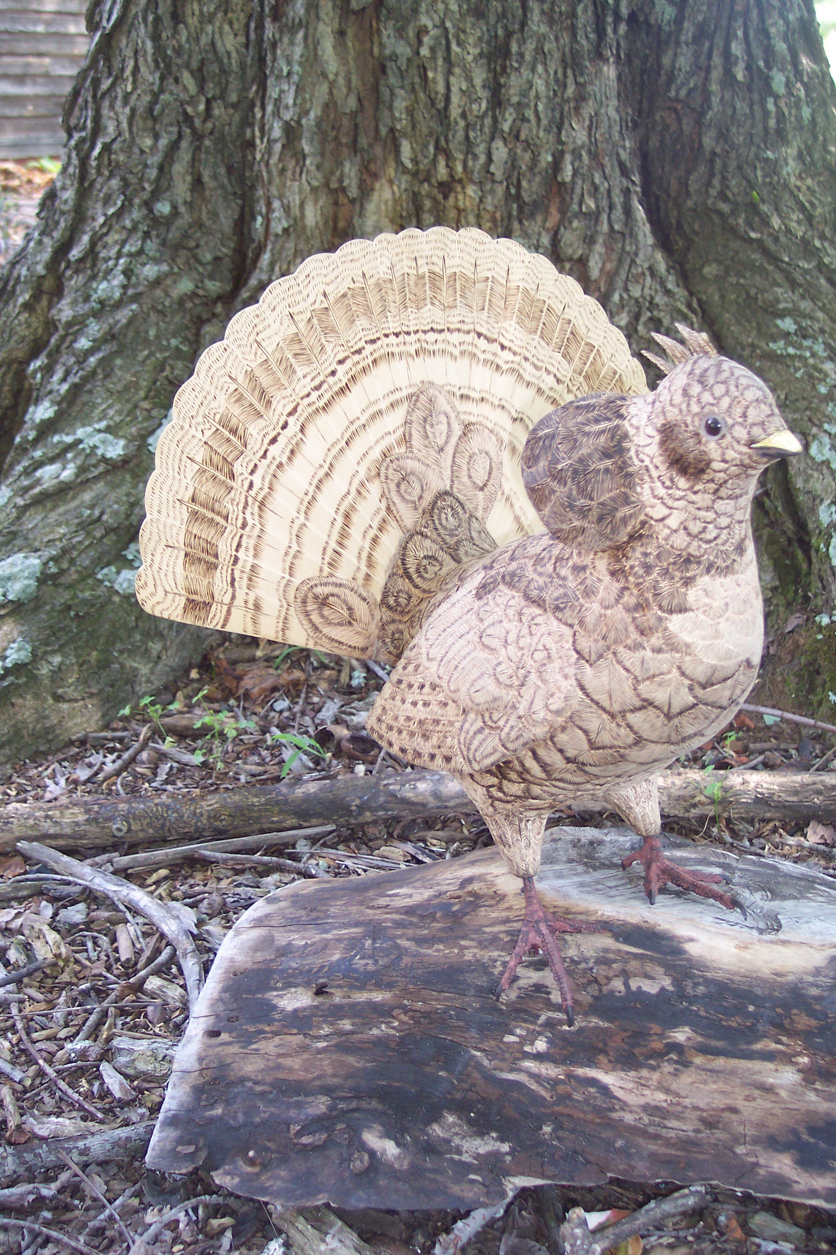 Ruffed Grouse