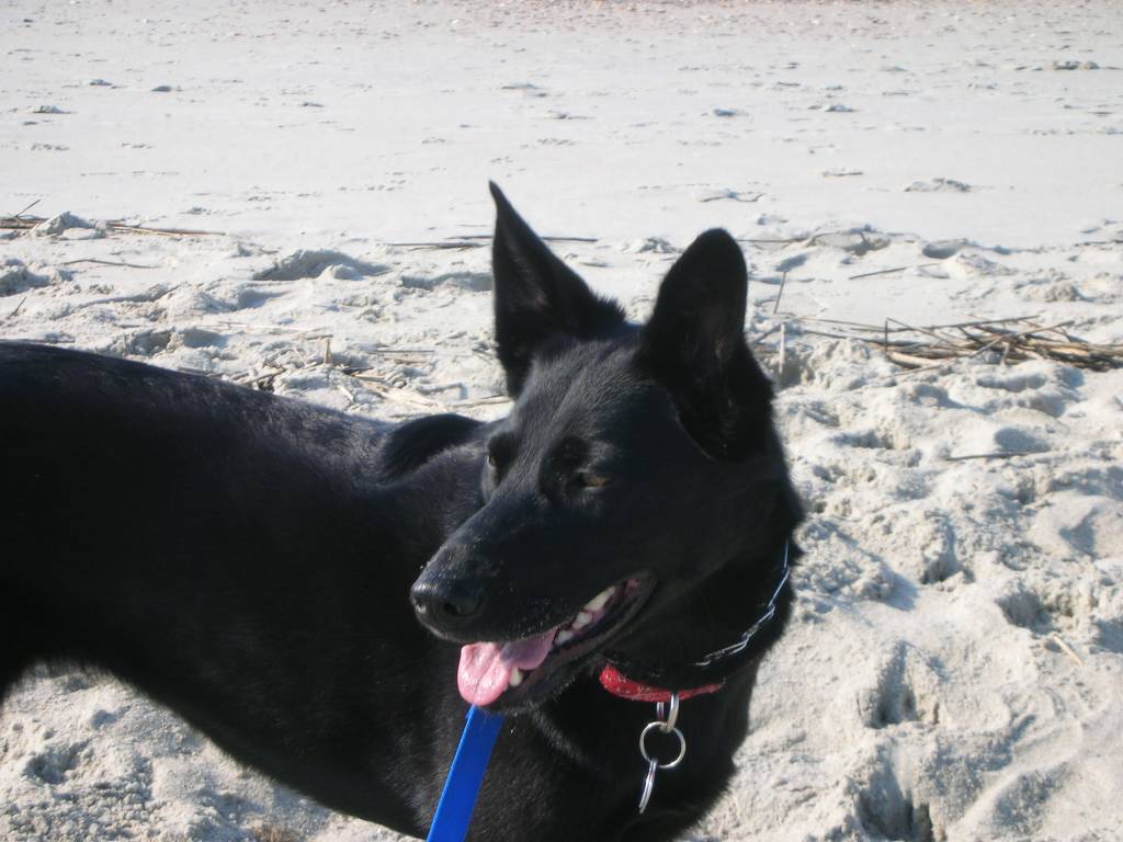 Shiloh_at_the_Beach_008