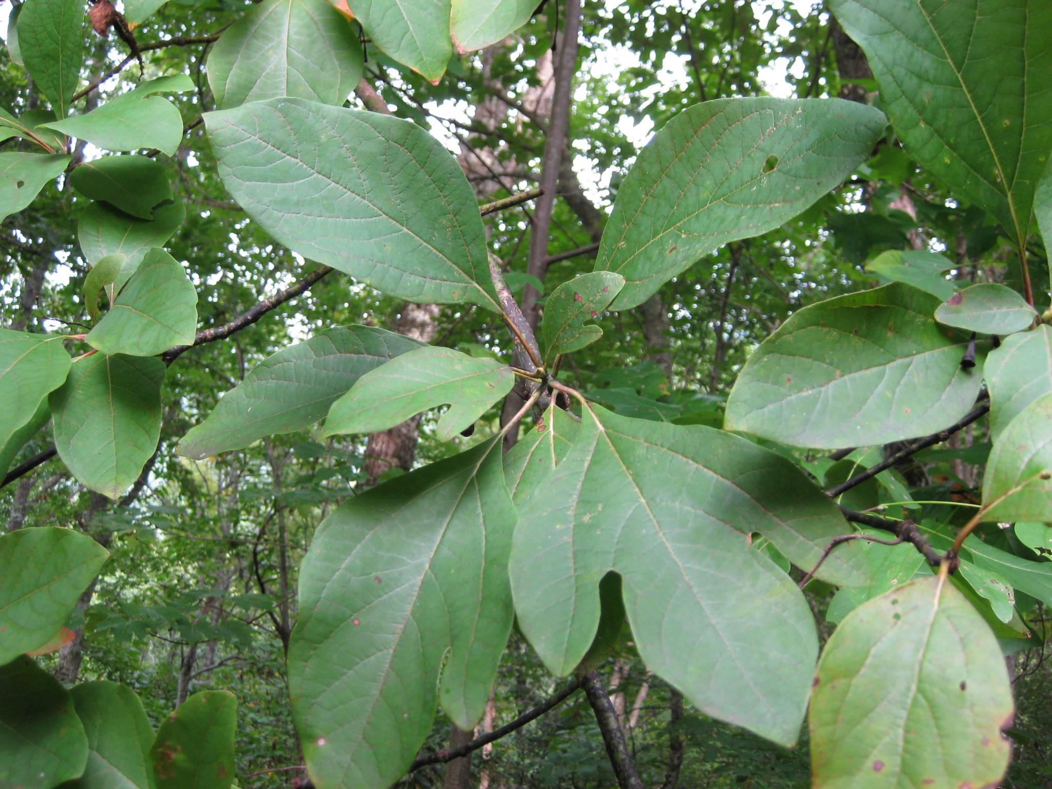 Tree ID