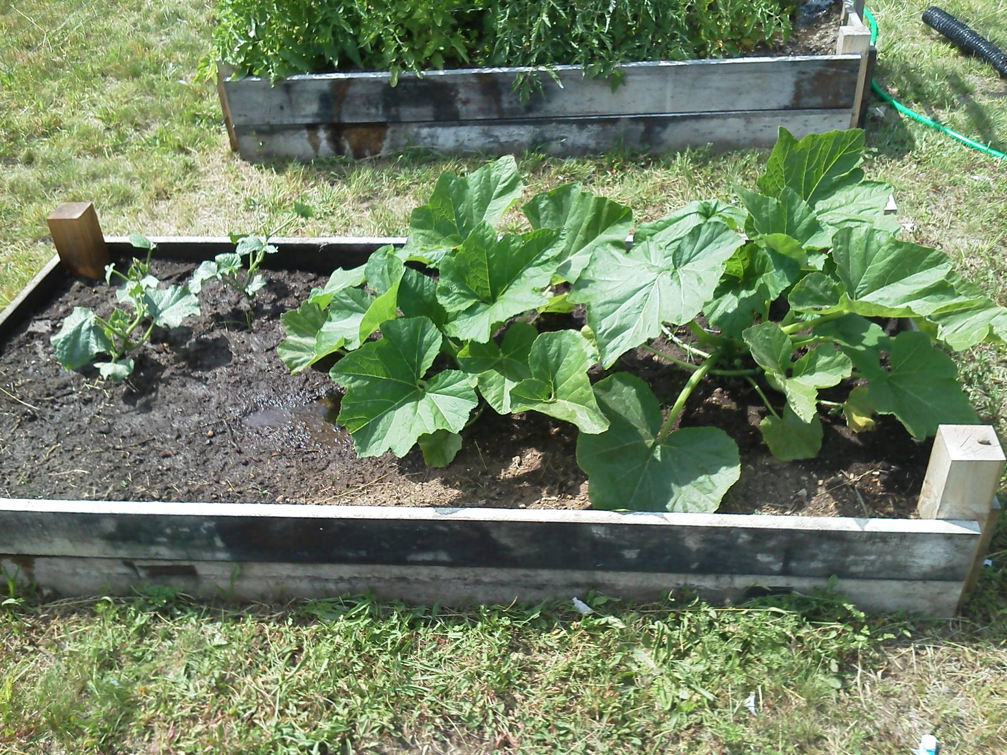 yellow squash and cucumbers